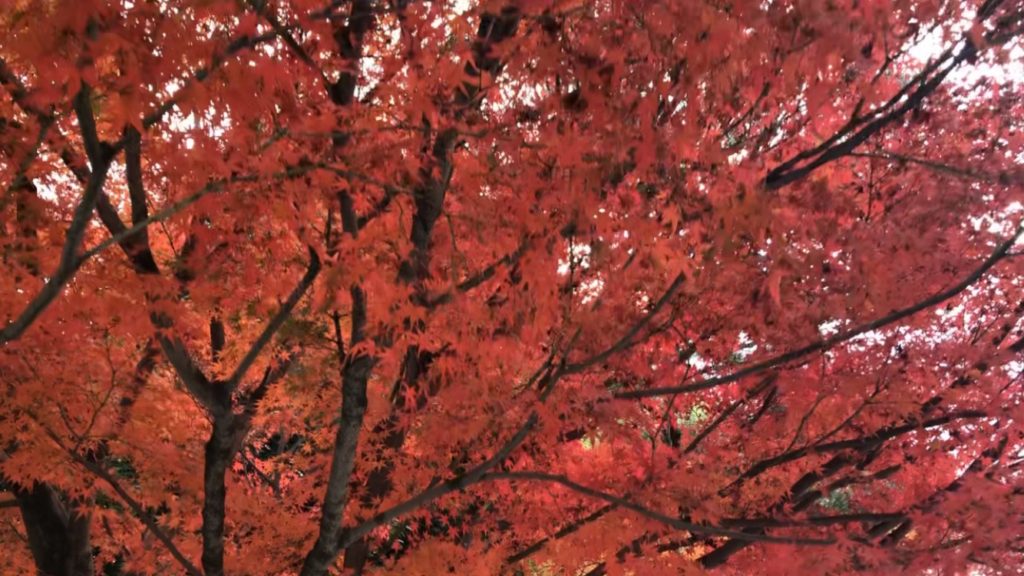 京都・宇治の紅葉