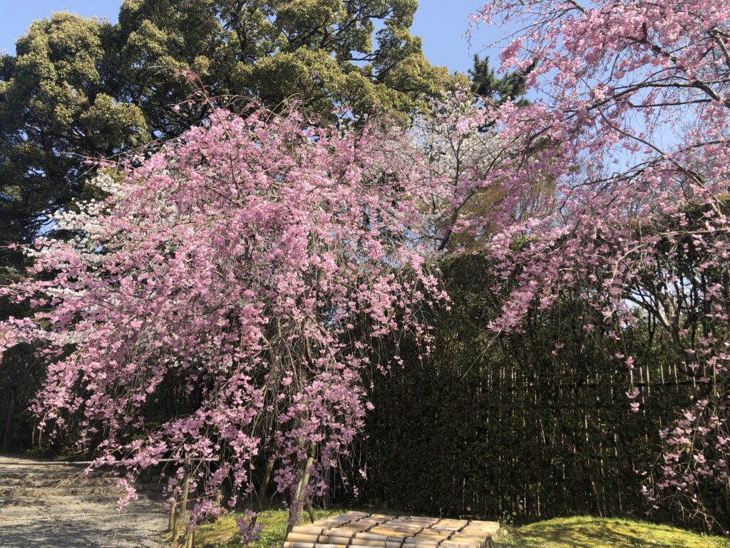 京都・宇治でお花見
